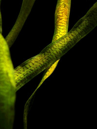 Vallisneria tiger new